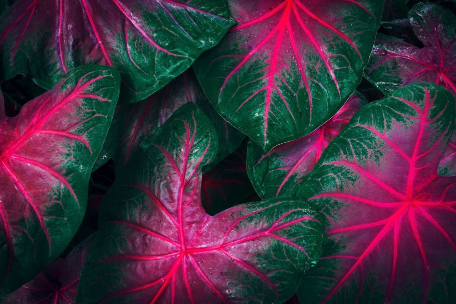 Каладиум Tapestry