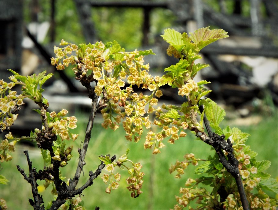 Смородина Моховая цветение