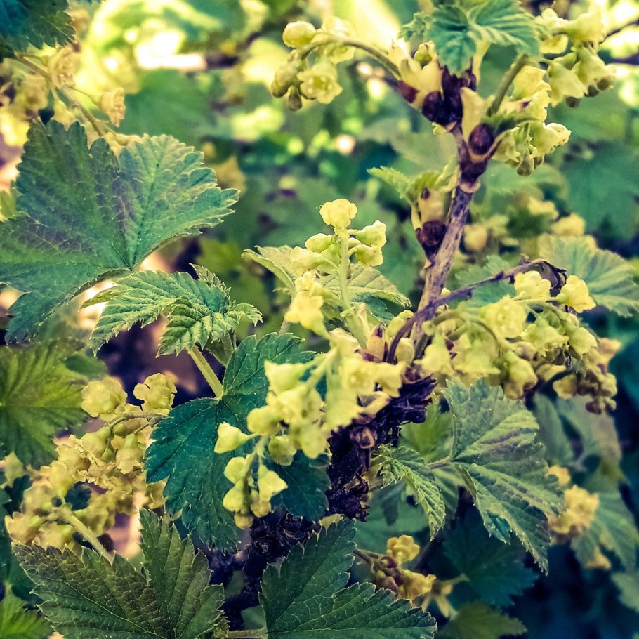 Соцветия красной смородины