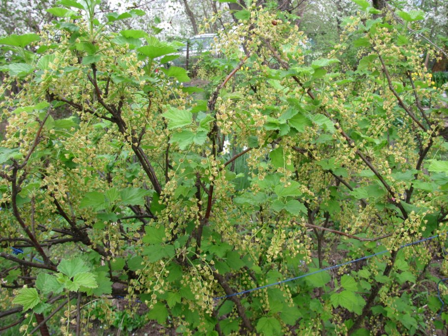 Смородина розовый жемчуг