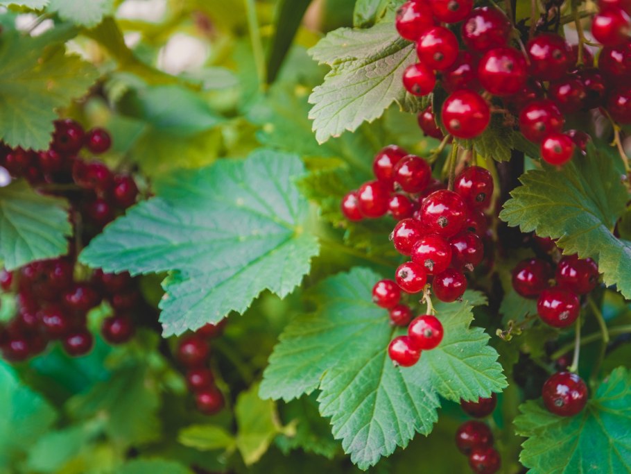 Ribes niveum куст