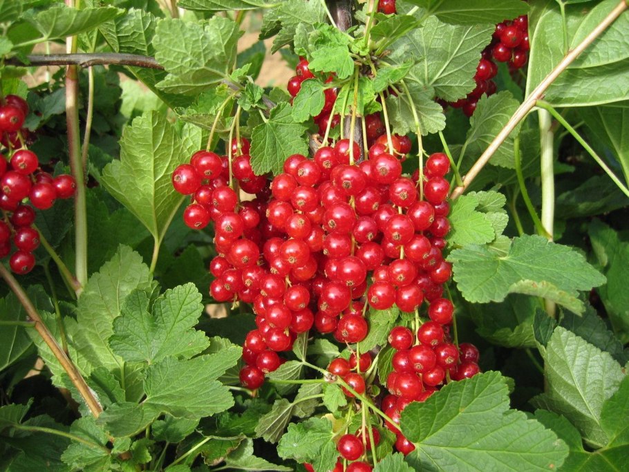 Ribes niveum куст