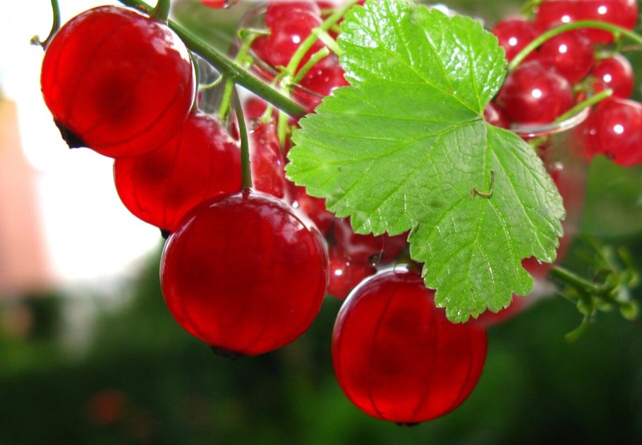 Смородиновый лист