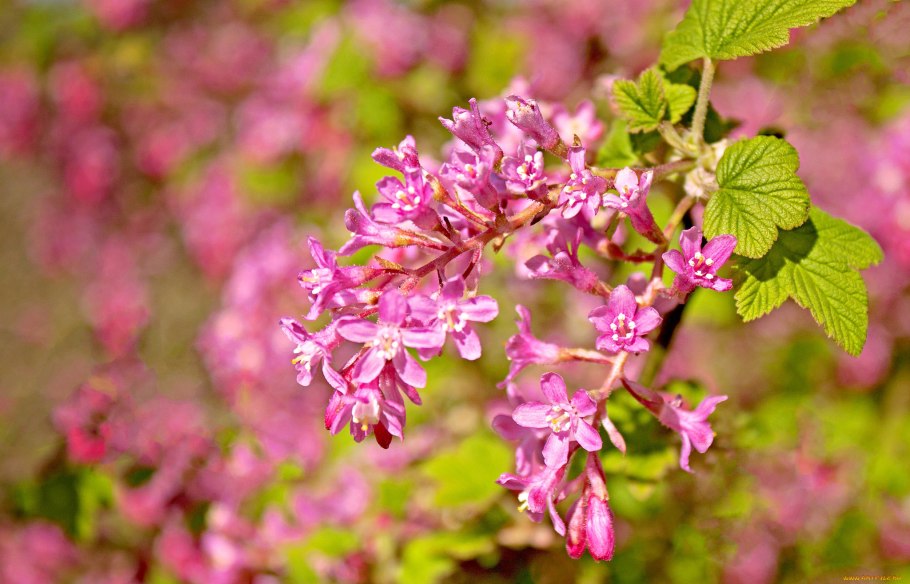 Смородина Поречка