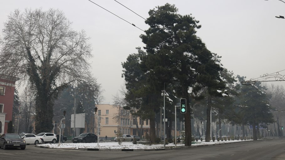 Аликанте деревья