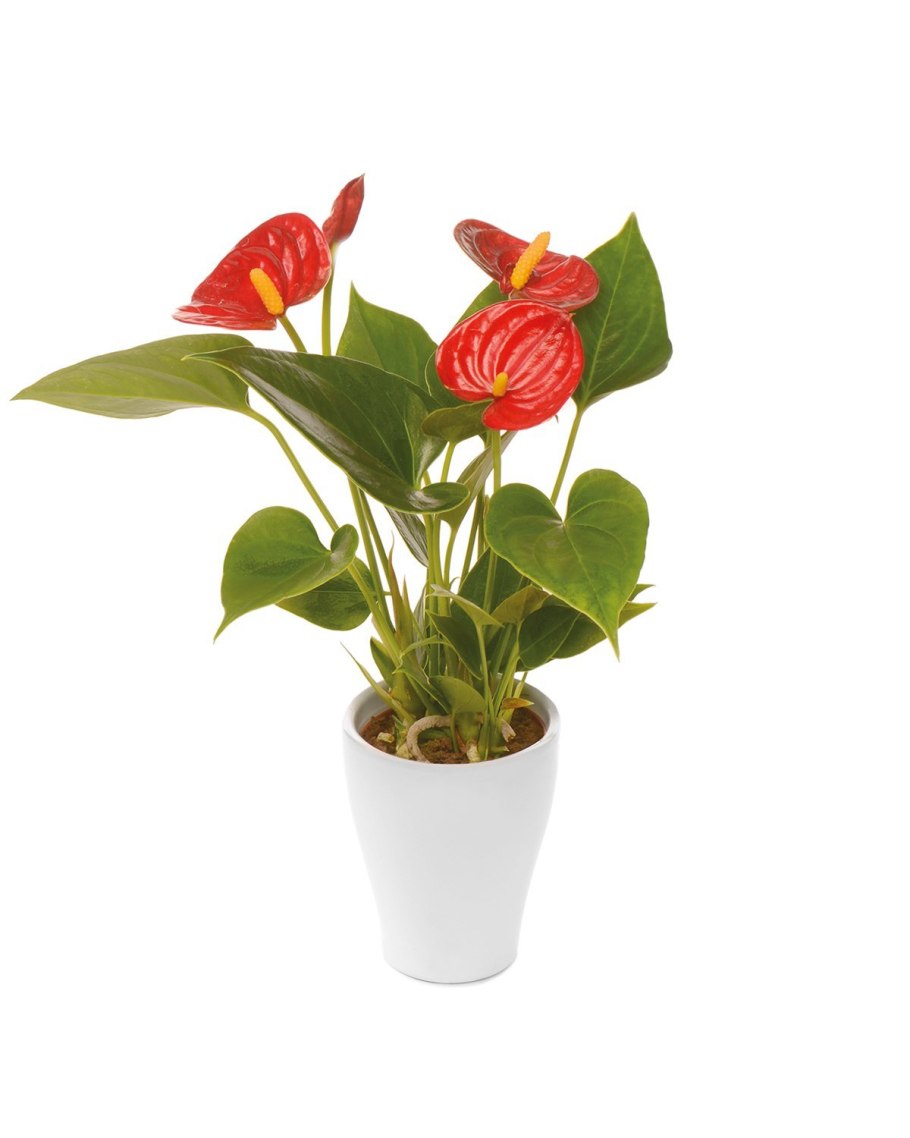 Антуриум Андрианум свитхарт