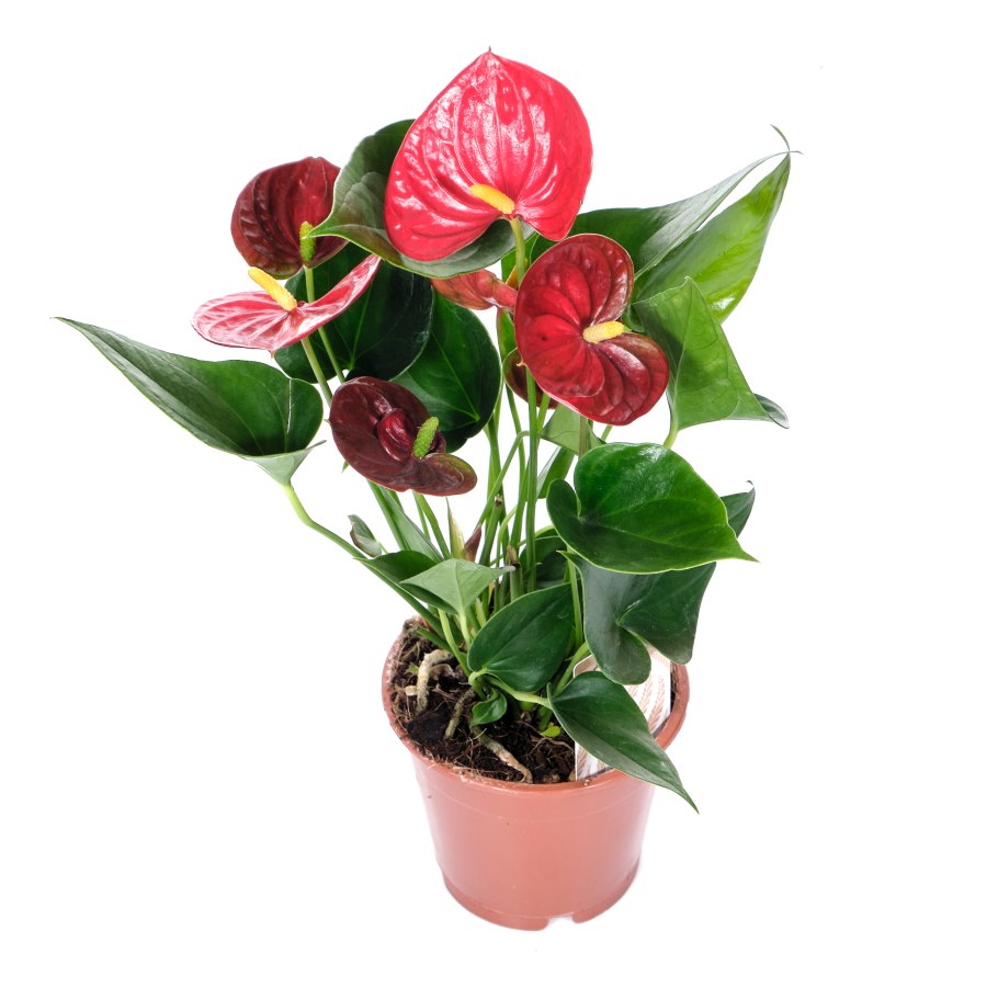 Антуриум Андрианум Блэк