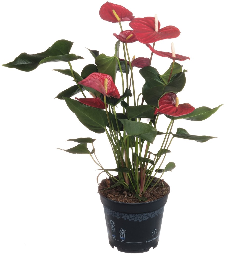 Антуриум Андре Колорадо