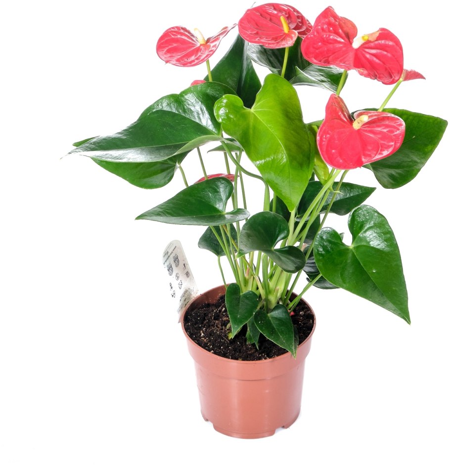 Антуриум Андрианум Белиза