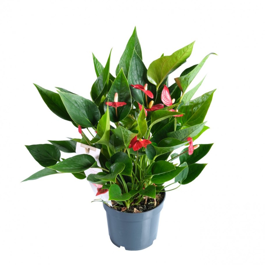 Антуриум Сиерра Мэджик