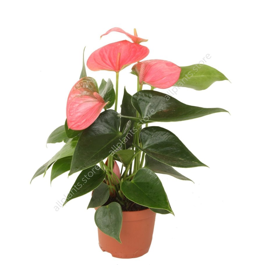 Антуриум Андрианум белый d17