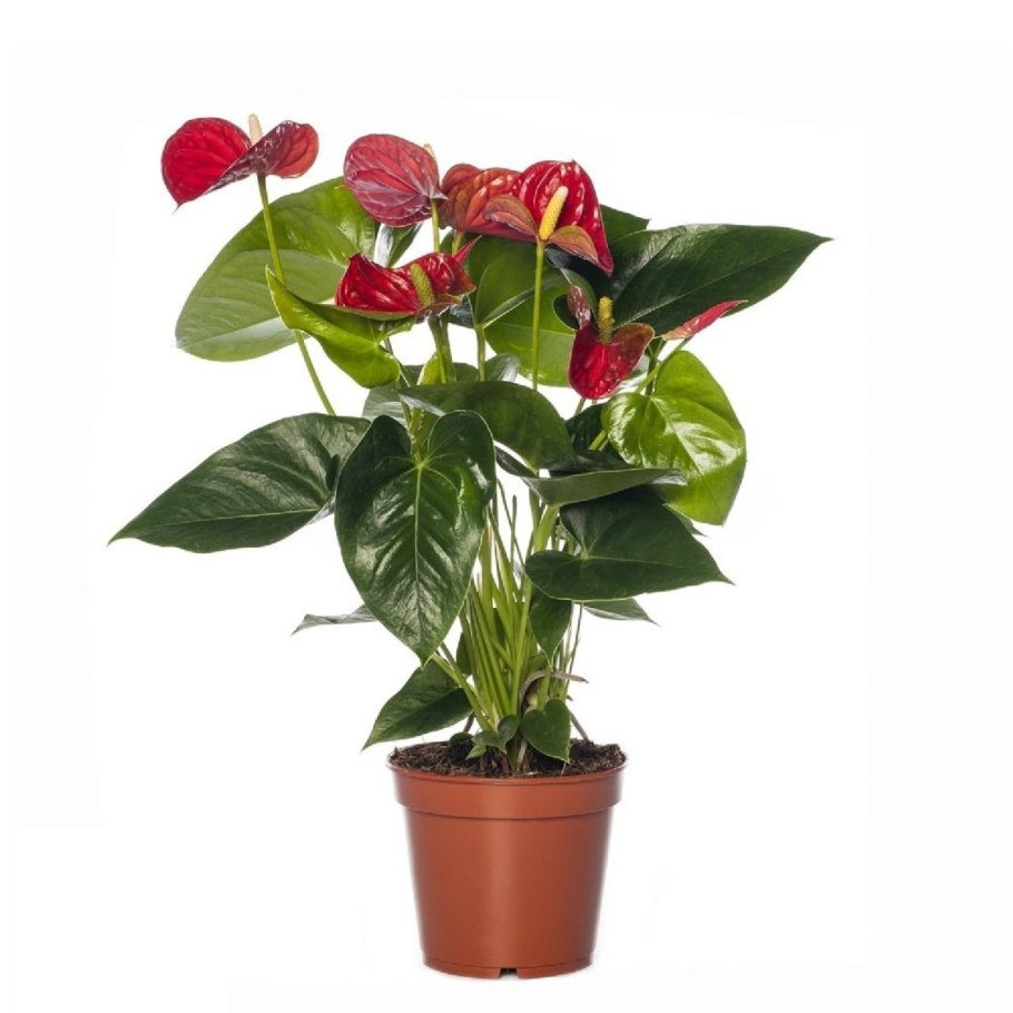 Антуриум Андрианум белый d17