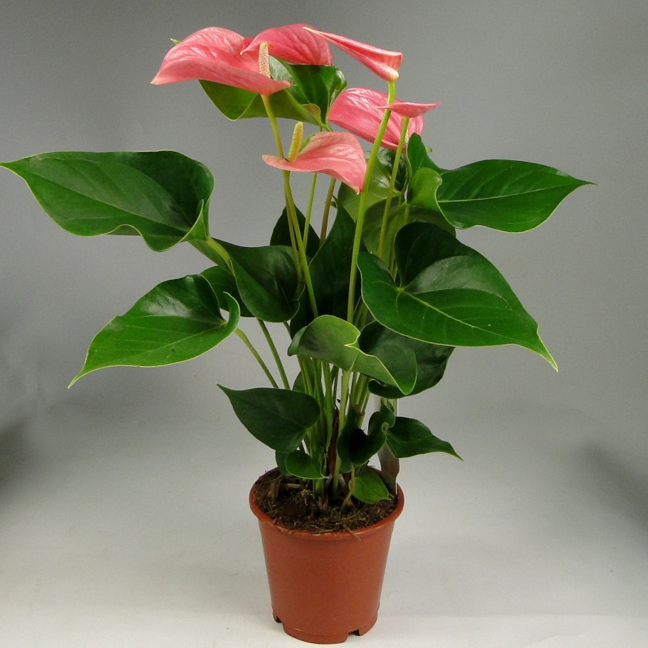 Антуриум Андрианум микс