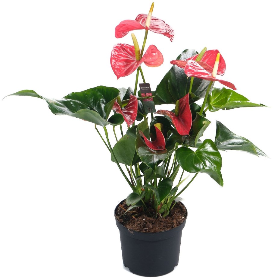 Антуриум Андрианум Саксес ред