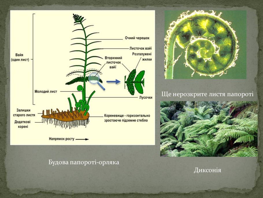 3. Орляк обыкновенный (Pteridium aquilinum)