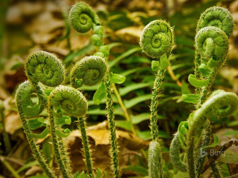 Pteridium pinetorum c.n. Page & r.r. Mill