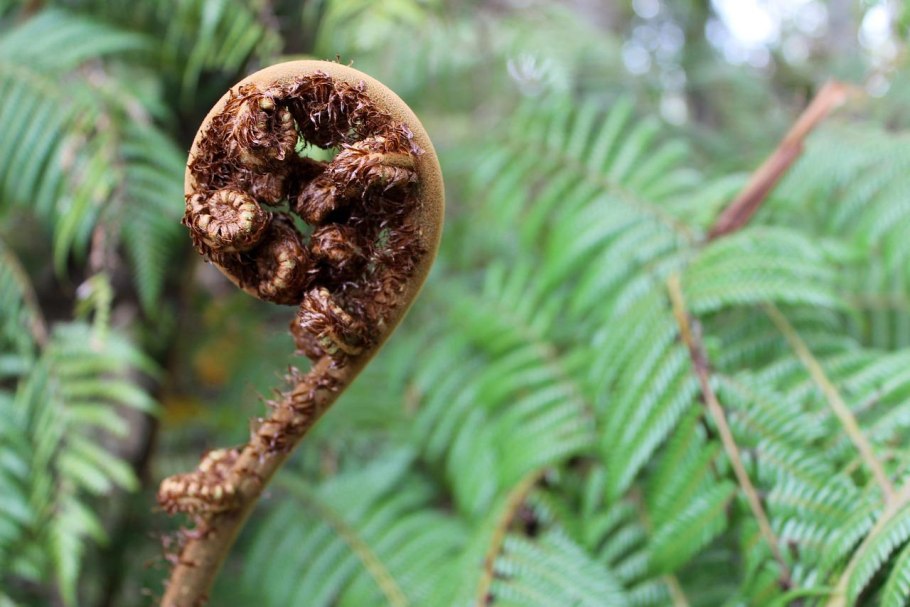 Циатея серебристая новая Зеландия