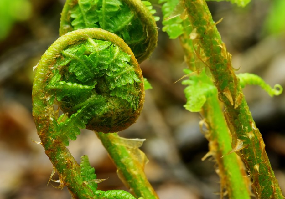Pteridium aquilinum