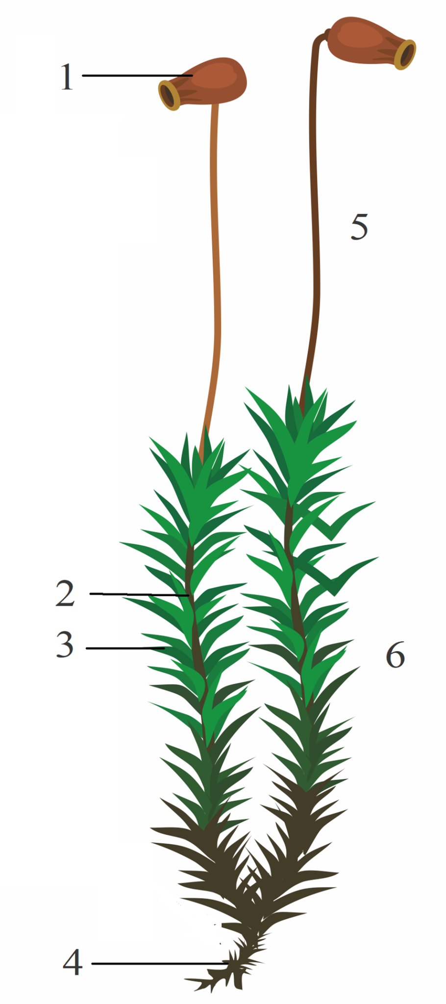 Папоротник орляк ботаника