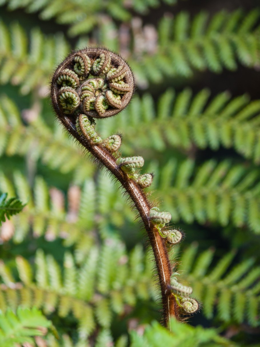Выводковые почки папоротника
