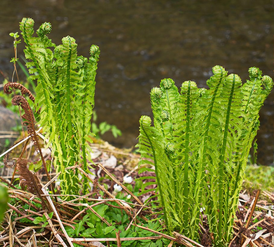 Яванский мох