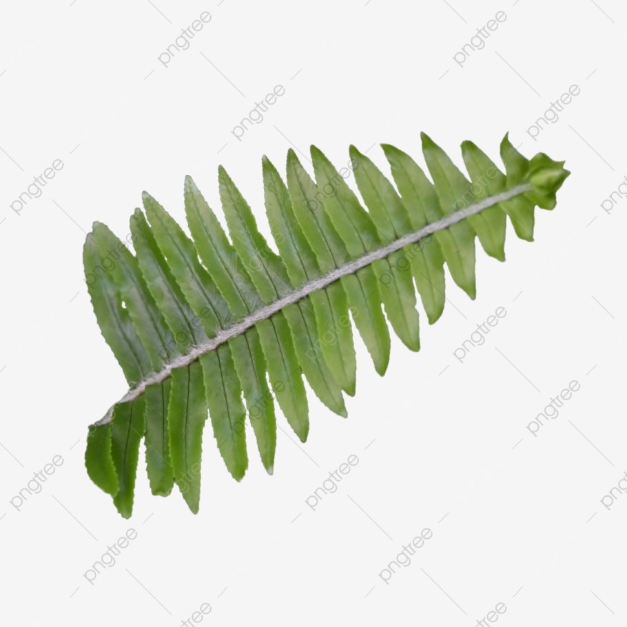 Лист папоротника орляка