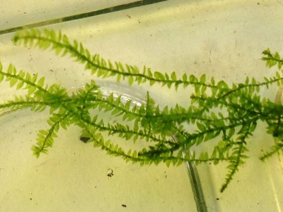 Ризоиды на яванском мхе