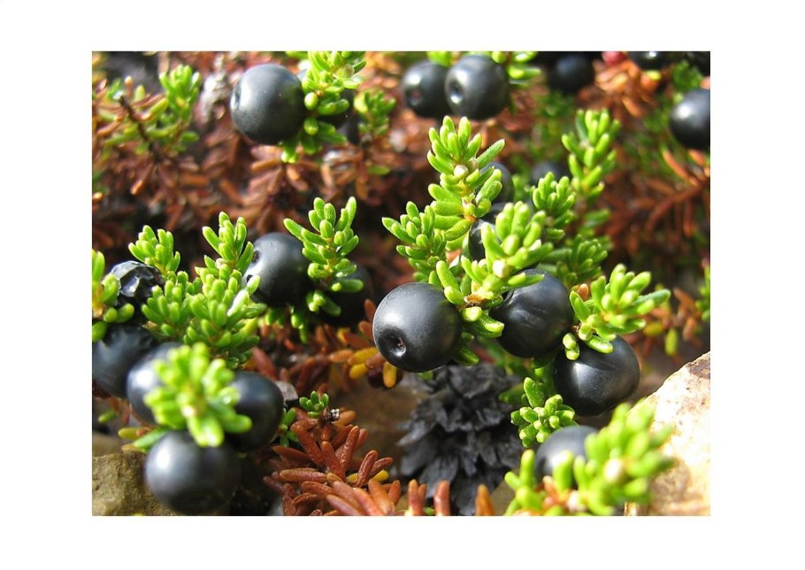 Вороника шикша