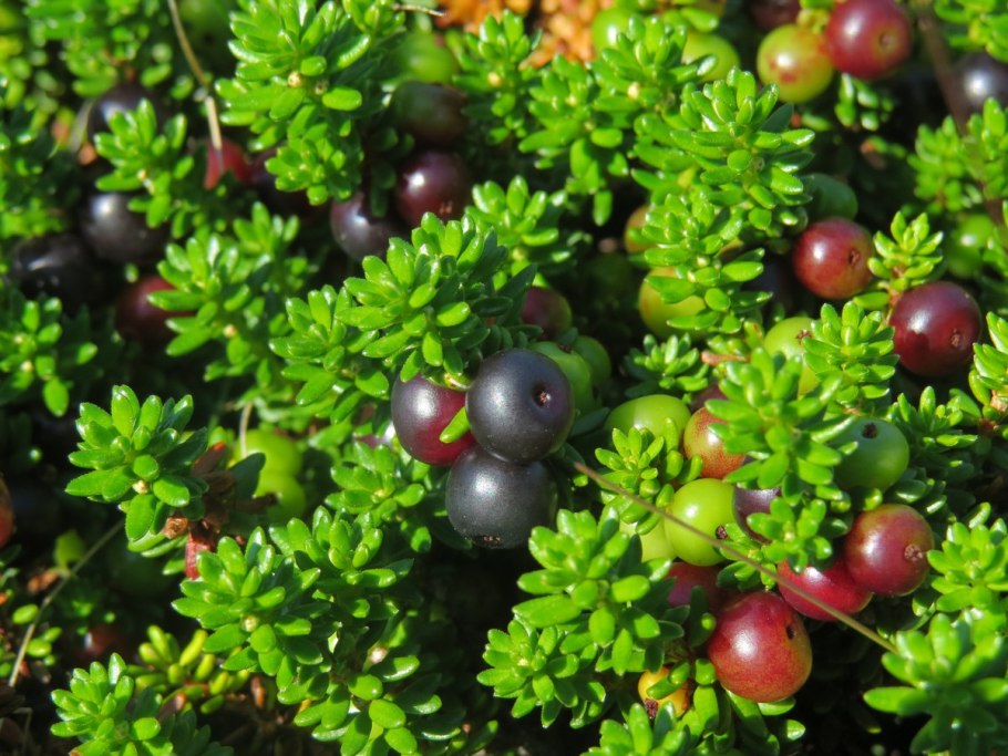 Черника Северная ягода