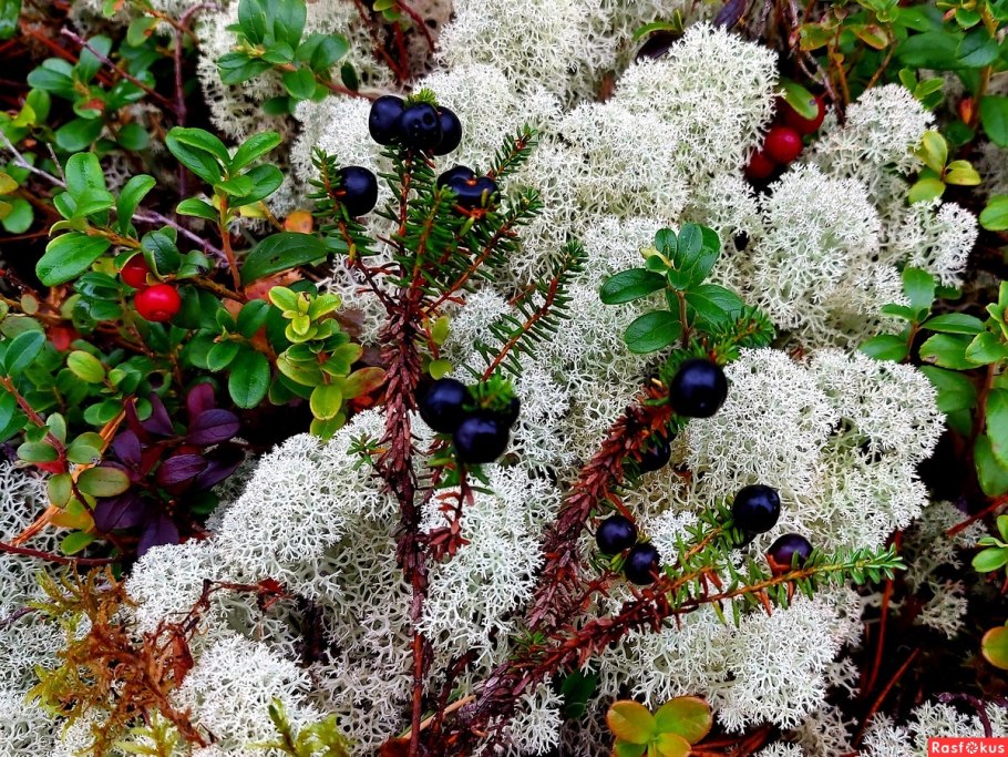 Брусника Кольского полуострова