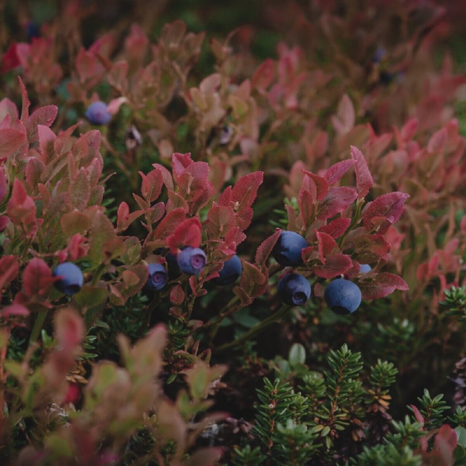 Водяника (шикша) гермафродитная