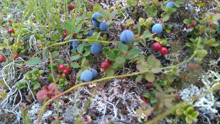 Лишайник – ягель- Северный олень – Полярный волк