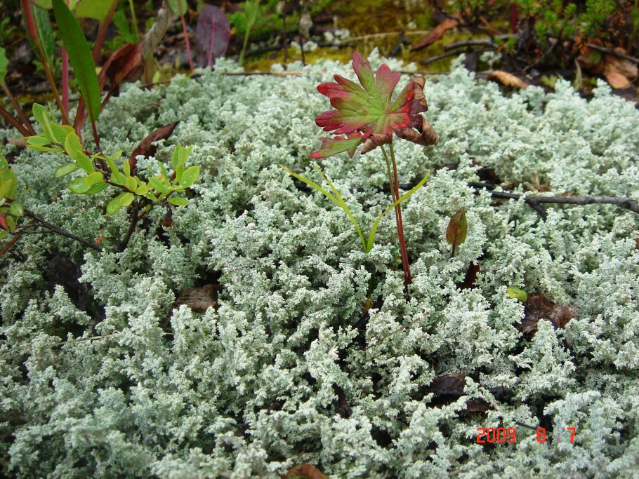 Empetrum nigrum водяника черная