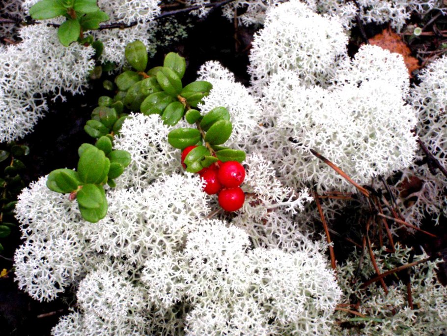 Водяника черная шикша