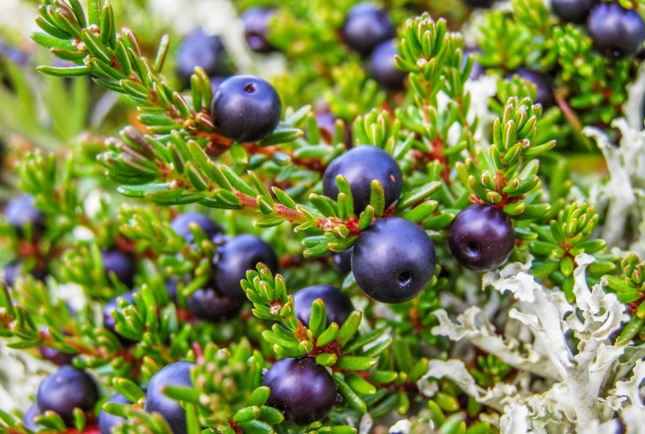 Вороника шикша