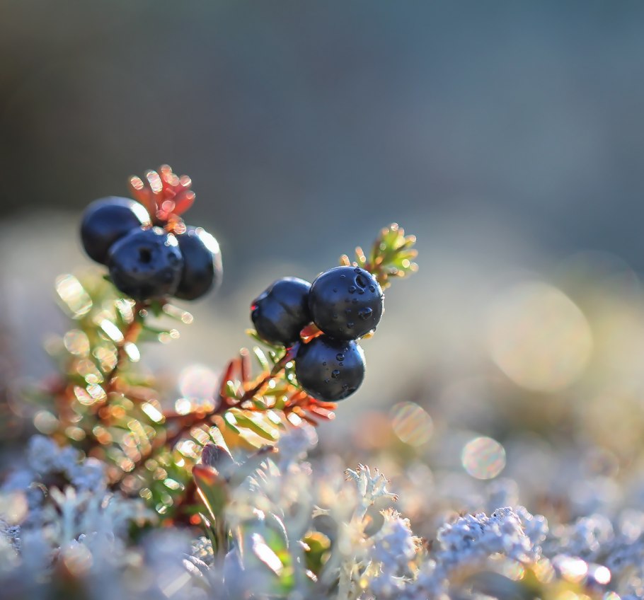 Ягода вороника карельская