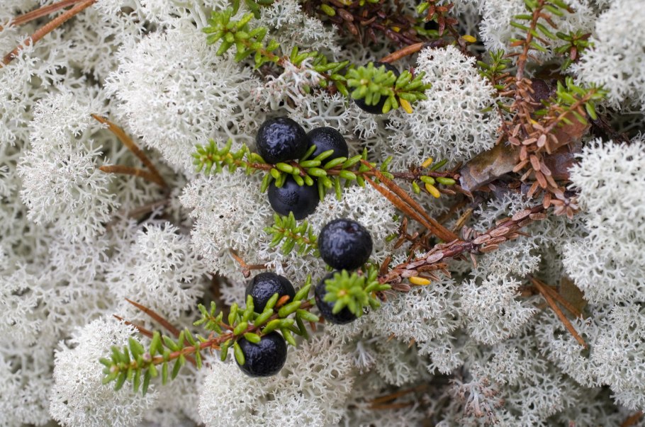 Мох Западной Сибири