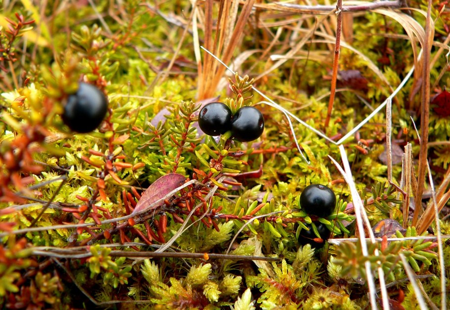 Шикша в тундре