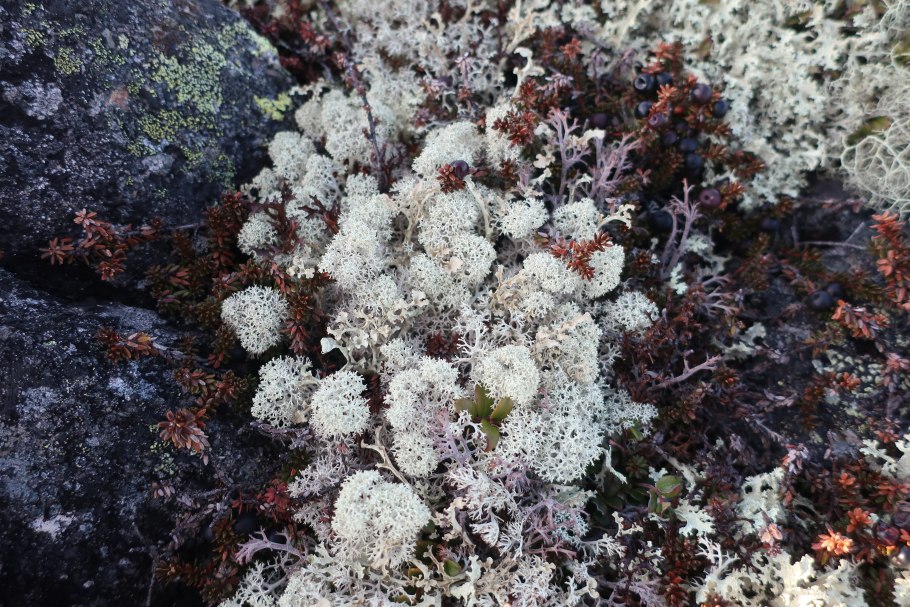 Морошка , черника, клюква, брусника