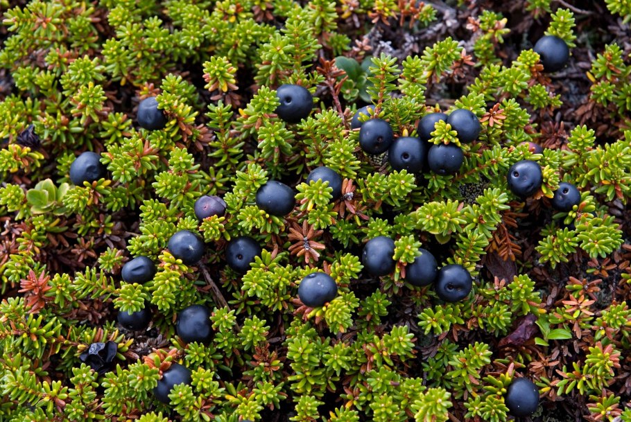 Водяника Bernstein