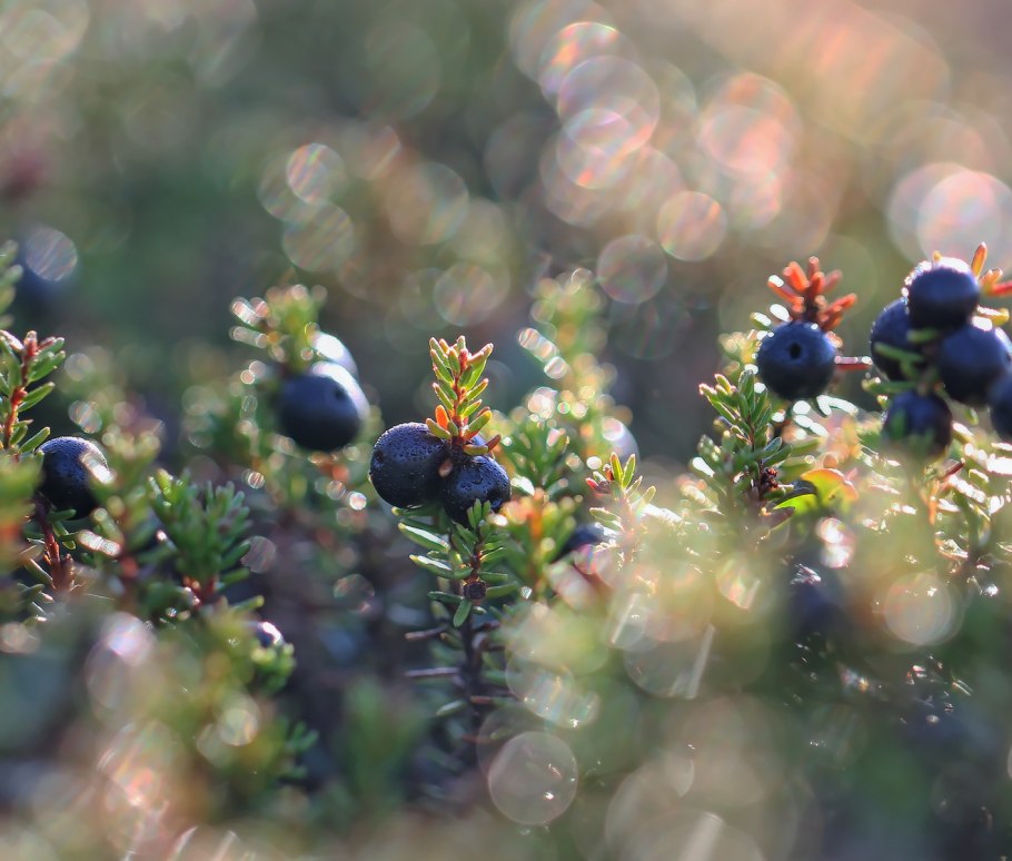 Водяника обыкновенная