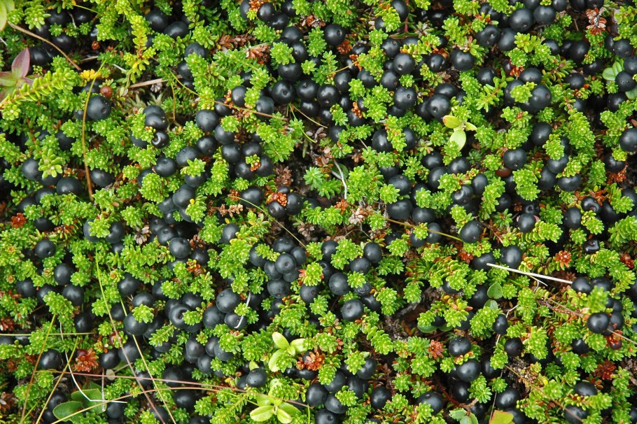 Водяника ягода вороника