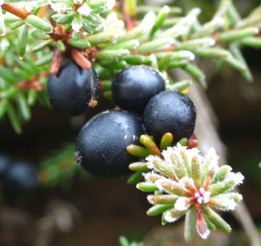 Вороника (водяника)