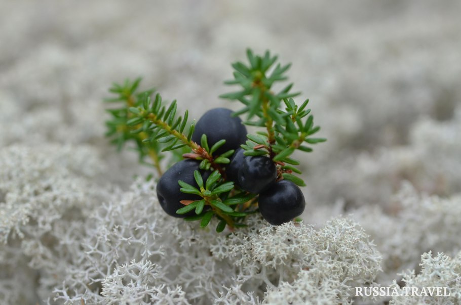 Водяника шикша