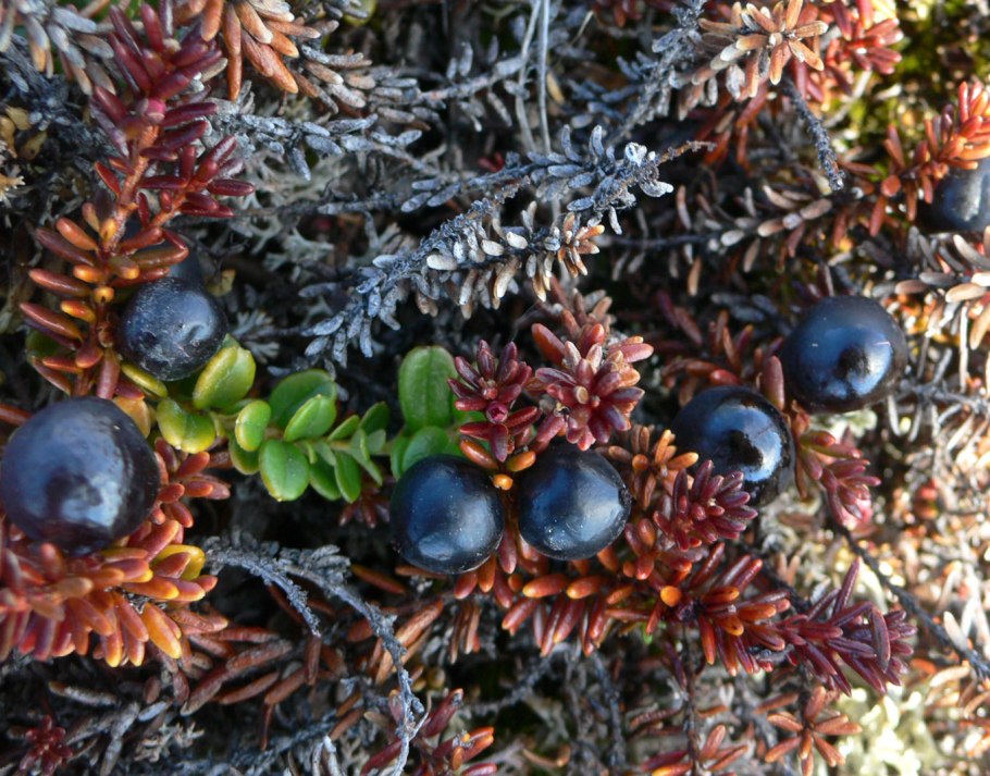 Вороника ягода