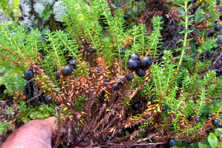 Шикша Карелии