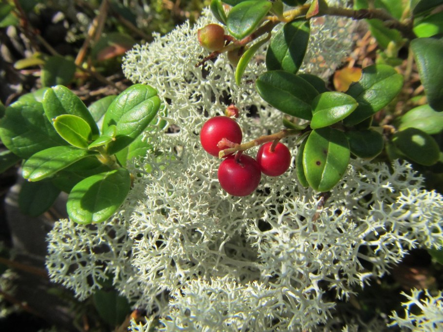 Водяника черная шикша вороника
