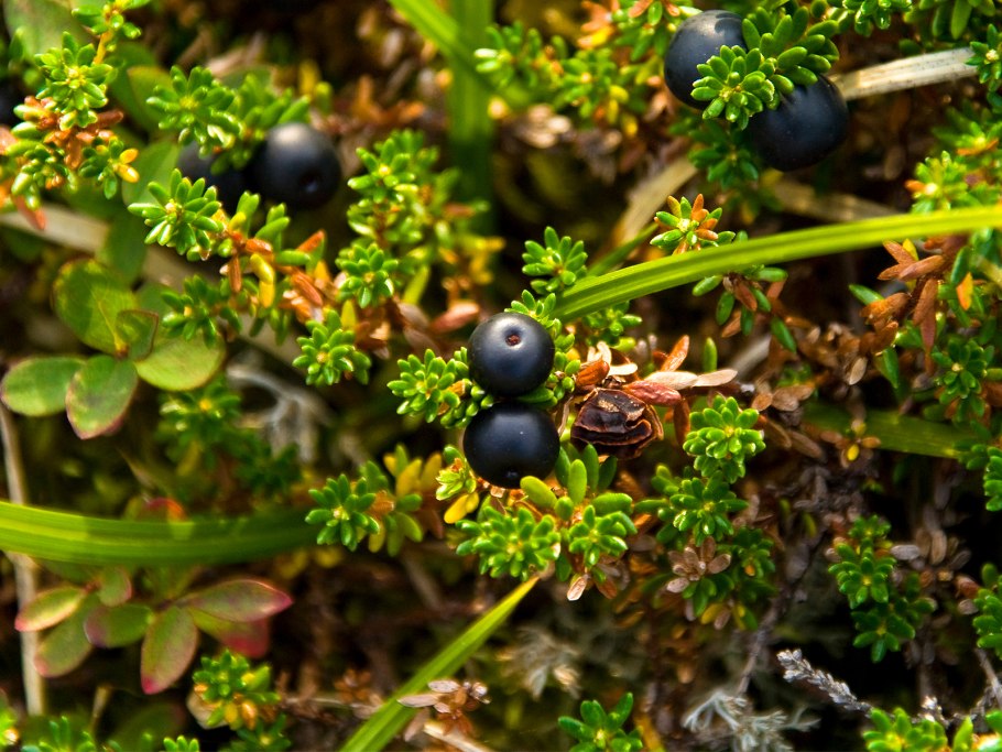 Голубика в тундре