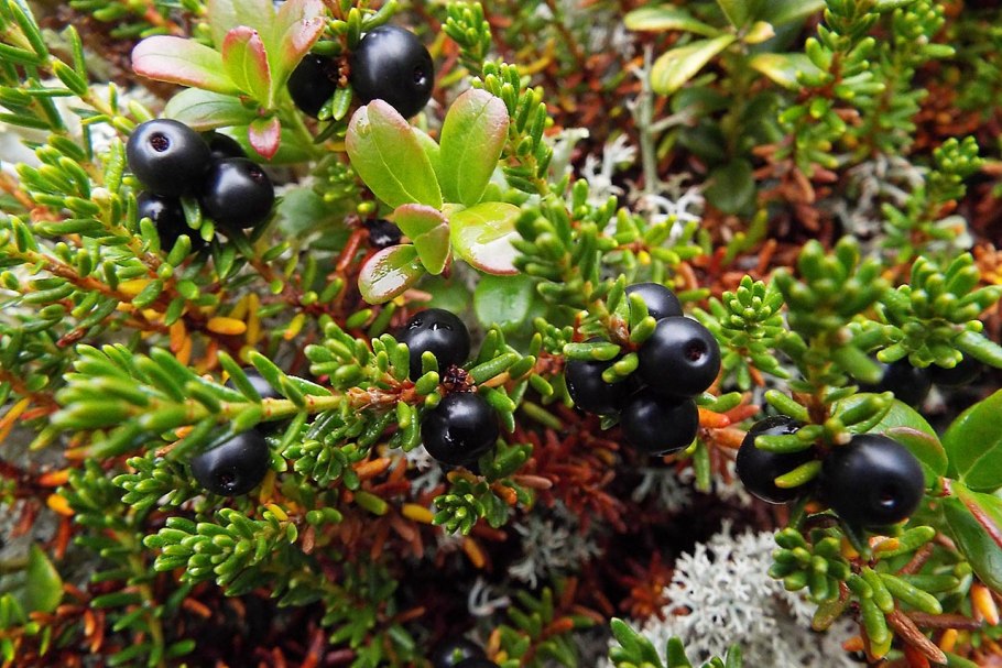 Кольского полуострова брусника ягоды