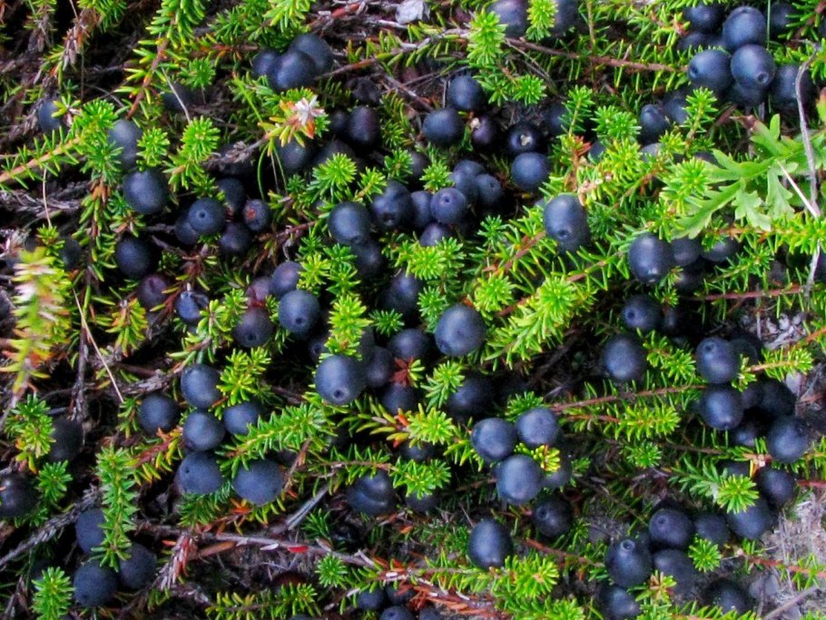 Приморская Тундровая шикша